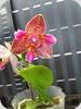 Phal. Joy Fairy Tale Peloric